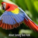 Jurong Bird Park 2