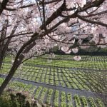 12 Daio Wasabi Farm in Spring