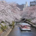 Cherry blossom by Matsu river